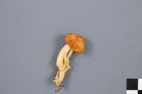 Cuphophyllus pratensis image